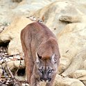 slides/IMG_8774.jpg wildlife, feline, big cat, cat, predator, fur, cougar, mountain, lion, puma, prowl WBCW99 - Puma - Mountain Lion